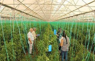 Elmalı’da çiftçiye 10 bin adet yapışkan tuzak...