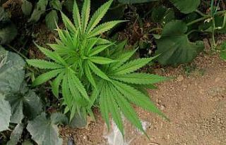 Elmalı’da jandarmadan kenevir operasyonu