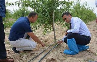 Emirdağ kent ve ülke tarımına katkı sunmaya devam...