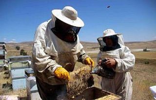 En tatlı hasat başladı