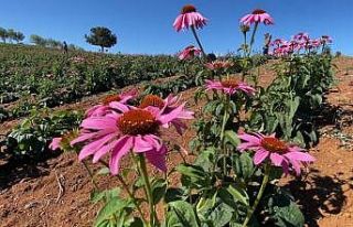 Erzincan 500 dolayında endemik bitkiye ev sahipliği...