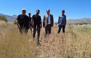 Erzincan’da ilk defa ekilen çörek otundan verimli...