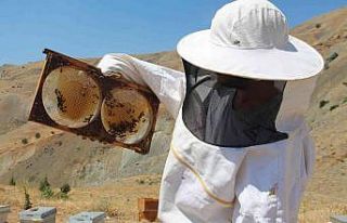 Erzincanlı arıcıların “tatlı” hasat telaşı...