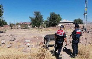 Eşekleri traktörün arkasına bağlayıp sürüklemişti,...