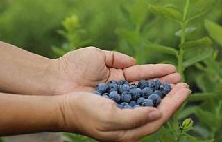 Eskişehir’de maviyemiş hasadı başladı