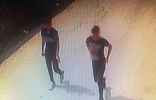 Fındık fareleri 53 saatlik kamera incelemesi sonrasında...