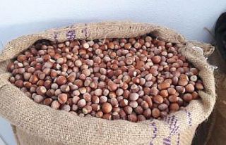 Fındık fiyatı yükselme trendinde