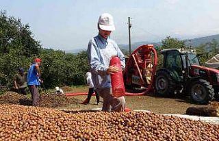 Fındıkta patoz zamanı