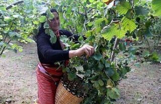 Fındıkta randıman ve kalite için hasat uyarısı