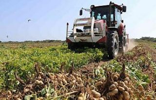 "Fıstık" gibi hasat