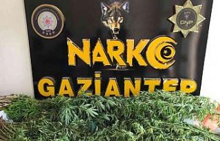 Gaziantep’te 267 kök kenevir ele geçirildi