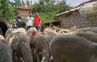 Gediz’de Lacaune ırkı koyun yetiştiriciliği