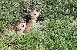 Gelinciklerin kamera şaşkınlığı