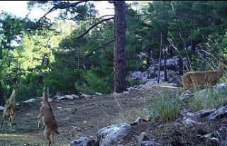 Geyiklerin doğal ortamlarındaki görüntüleri belgeselleri...