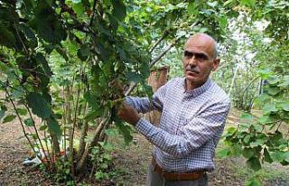 Giresun Ziraat Odası’ndan fındık üreticilerine...