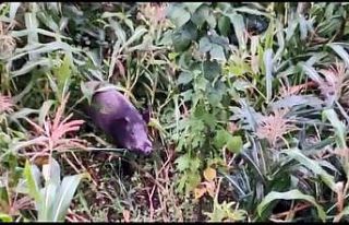 Giresun’da domuzlar mısır tarlasına dadandı