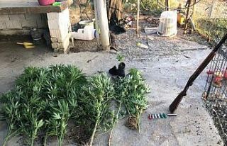 Gölmarmara ve Sarıgöl’de kenevir operasyonu