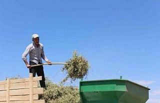 Görsel şölen sunan mor tarlalarda hasat başladı