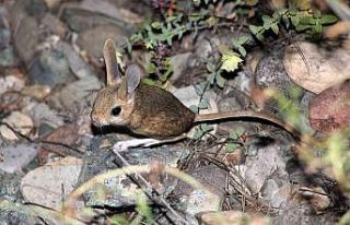 Gümüşhane’de Araptavşanı görüntülendi