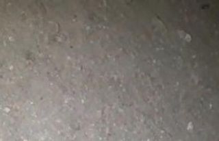 Gümüşhane’de nesli tükenmekte olan ’Kafkas...