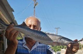 Havyarı 2 milyon liraya kadar çıkan balık, büyüklüğü...
