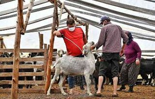 Hayvan üreticilerine ilaçlama desteği
