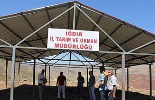 Hayvanlar için gölgelikler yapılıyor