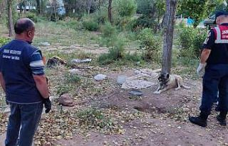 Hayvanları aç ve susuz bıraktı, cezası ağır...