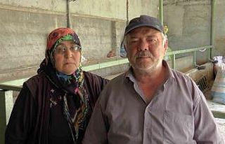 Hayvanları telef olan aile ortada kaldı