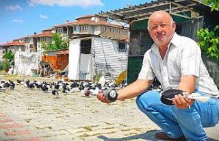 Hobi için başladı, güvercin çiftliği kurdu