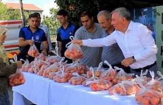 Honaz Belediyesi ata tohumundan yetiştirilen domatesleri...