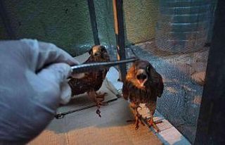 Iğdır’da bitkin düşen kerkenez yavruları tedavi...