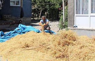 Iğdır’da nohut hasadı yapıldı