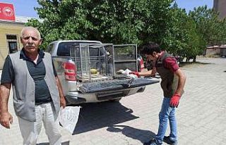 Iğdır’da Sığır Balıkçılı tedavi altına...