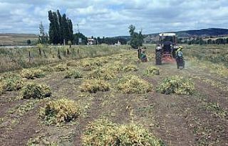 İlk kez ekimi yapılan kuru bezelyenin hasadı yapıldı