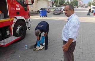İlk uçuşunda yorgun düşen yavru leyleği yuvasına...