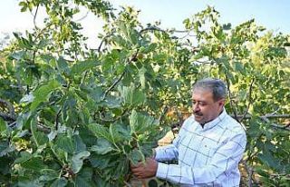 İncir hasadı devam ediyor