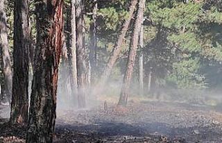 İşçilerin dikkati orman yangınını önledi