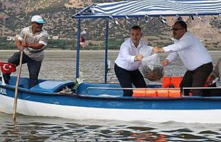 Işıklı Gölüne 300 bin adet yavru balık bırakıldı