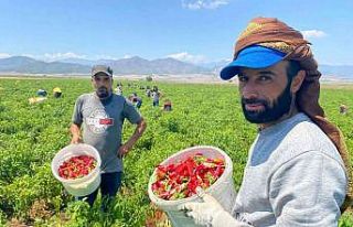 İslahiye’de ’acı’ hasat