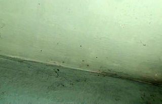 İstanbul’da bir binayı yüzlerce kene istila etti