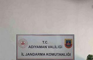 Jandarma kenevir bitkisi ele geçirdi