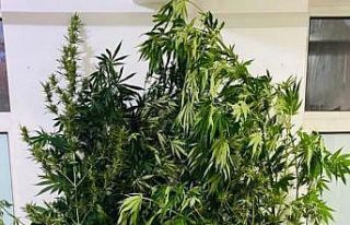 Jandarmadan uyuşturucu operasyonu: 3 gözaltı