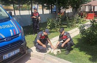 Jandarmanın bulduğu yaralı leylek tedavi altına...