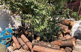 Jandarmanın dikkati ormandan kaçak kesilen 3 ton...