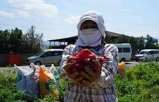 Kahramanmaraş’ta dağıtılan biberde hasat başladı