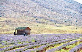Kahramanmaraş’ta lavantalar görsel şölen sunuyor