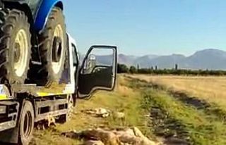 Kamyon, koyun sürüsüne daldı 20’si telef oldu