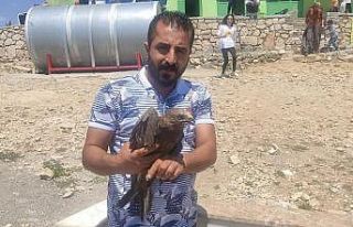 Kanadı kırık şahin tedavi edilecek