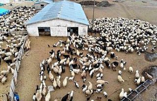 Karakuş: “Küçükbaş hayvancılık sektörü...